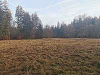 Hundeauslaufgebiet-Sachsenrieder Forst-Bild