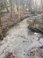 Hundeauslaufgebiet-Paterzeller Eibenwald-Bild