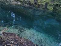 Hundeauslaufgebiet-Pösinger Au - Waldgebiet am Lech-Bild