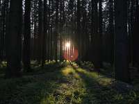 Hundeauslaufgebiet-Denklinger Forst, Walderlebnispfad-Bild