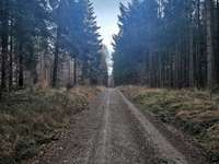 Hundeauslaufgebiet-Sachsenrieder Forst-Bild