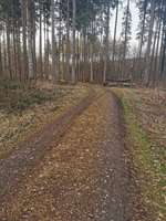 Hundeauslaufgebiet-Pösinger Au - Waldgebiet am Lech-Bild