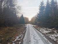 Hundeauslaufgebiet-Sachsenrieder Forst-Bild