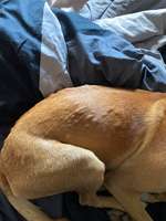 Mückenstiche ?-Beitrag-Bild