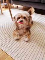 Suchmeldung-Elli-Bild