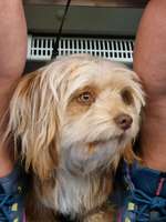 Suchmeldung-Elli-Bild