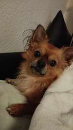 Mandeln entfernen beim Chi-Beitrag-Bild