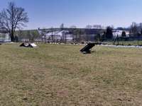 Hundeauslaufgebiet-Hundezone Hafnerbach-Bild