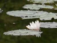 Hundeauslaufgebiet-Naturlehrpfad Feldmühle-Bild