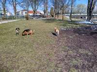 Hundeauslaufgebiet-Hauptstraße-Bild