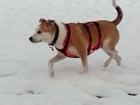 Hundeauslaufgebiet-Naturlehrpfad Feldmühle-Bild