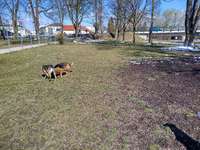 Hundeauslaufgebiet-Hauptstraße-Bild