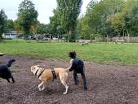 Hundeauslaufgebiet-Hundezone Hammerpark-Bild