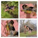 15. Collagenchallenge 
Dein Hund und sein Lieblingsspieli-Beitrag-Bild