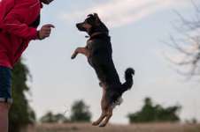 FOTOCHALLENGE 45: Dein Hund und Du - ein eingespieltes Team-Beitrag-Bild