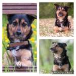 23. Collagen-Challenge: Portraits-Beitrag-Bild