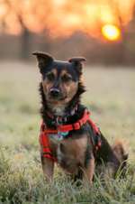 Club der Rumänen (Alle Hunde aus dem rumänischen Tierschutz, wo seid Ihr?)-Beitrag-Bild