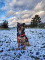 Club der Rumänen (Alle Hunde aus dem rumänischen Tierschutz, wo seid Ihr?)-Beitrag-Bild