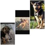 Geschwisterhunde aus dem Tierschutz zwecks Erfahrungsaustausch gesucht-Beitrag-Bild
