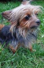 Suchmeldung-Leila-Bild