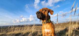 Hundeauslaufgebiet-Halde Großes Holz-Bild