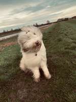 Hundeauslaufgebiet-Kurbelfähre-Bild