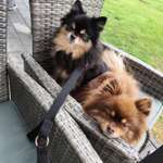 Winterurlaub mit kleine Hunden (Pomeranian)-Beitrag-Bild