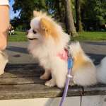 Winterurlaub mit kleine Hunden (Pomeranian)-Beitrag-Bild