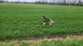 Hundeauslaufgebiet-Flora Park Acker-Bild