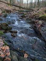 Hundeauslaufgebiet-Waldgebiet Bilsteiner Berge-Bild