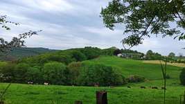 Hundeauslaufgebiet-Waldgebiet Bilsteiner Berge-Bild