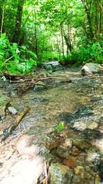 Hundeauslaufgebiet-Waldgebiet Bilsteiner Berge-Bild