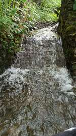 Hundeauslaufgebiet-Waldgebiet Bilsteiner Berge-Bild