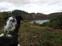 Hundeauslaufgebiet-Hasper Talsperre-Bild