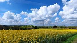 Hundeauslaufgebiet-Waldgebiet Bilsteiner Berge-Bild