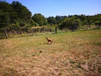 Hundeauslaufgebiet-Rodenbach-Bild