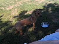 Hundeauslaufgebiet-Rodenbach-Bild