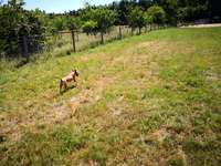 Hundeauslaufgebiet-Rodenbach-Bild