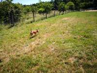 Hundeauslaufgebiet-Rodenbach-Bild