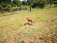 Hundeauslaufgebiet-Rodenbach-Bild