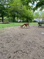 Hundeauslaufgebiet-Am Kanal-Bild