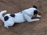 Hundeauslaufgebiet-Lichterfelde Barnackufer-Bild