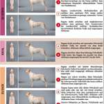 Wie optimal ist das Körpergewicht meines Hundes?-Beitrag-Bild