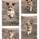 Impulskontrollübung 67: Laufbilder mit dem Hund 📸-Beitrag-Bild