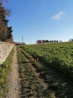 Hundeauslaufgebiet-Schloss Fasanerie-Bild
