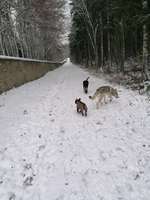 Hundeauslaufgebiet-Schloss Fasanerie-Bild