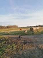 Hundeauslaufgebiet-Wiesen in Eichenzell-Bild