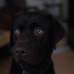 Ersteller:in Dominik Profilbild