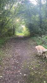 Hundeauslaufgebiet-An der Kreisbahn-Bild