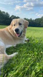 Hundeauslaufgebiet-Steinfurths Diek-Bild